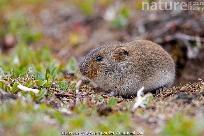 Siberian brown lemming - Facts, Diet, Habitat & Pictures on