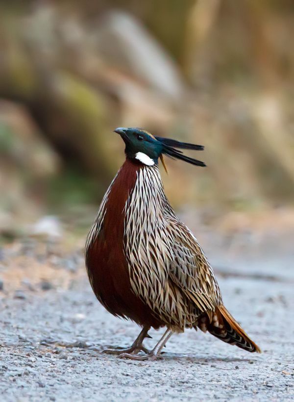 Common Pheasant » NNSS