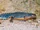 Alpine Newt