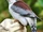 African Pygmy Falcon