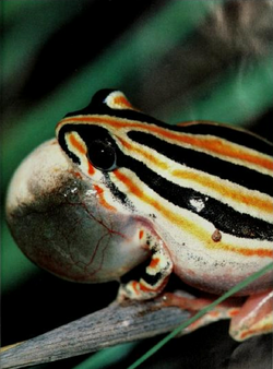 Marbled Reed Frog, NatureRules1 Wiki