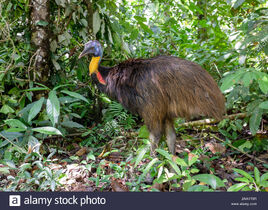 Northern-cassowary-casuarius-unappendiculatus-in-rainforest-in-west-papua-new-guinea-2AA1T0R