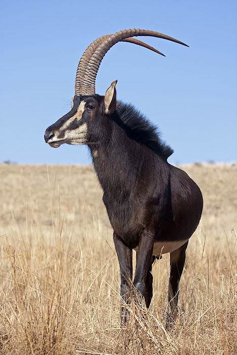 Sable antelope - Wikipedia