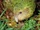 Kakapo