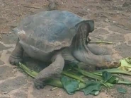 Voyage to the Galapagos (2013)