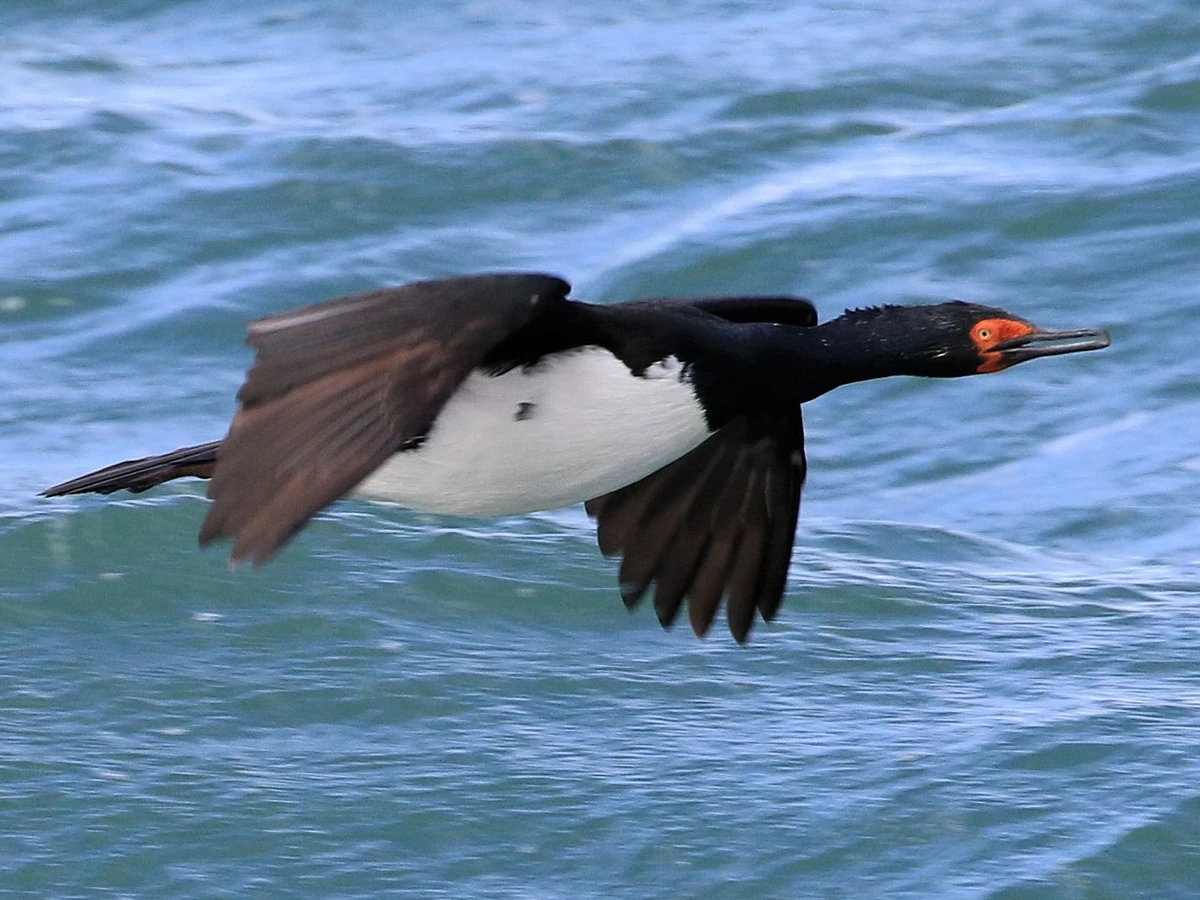 Rock Shag | NatureRules1 Wiki | Fandom