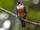 Black-thighed Falconet