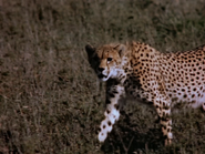 The African Lion (1955)