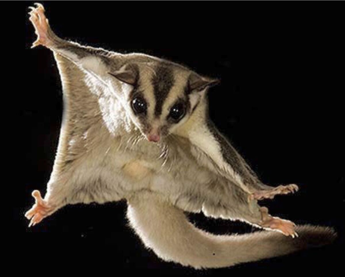 Sugar Glider NatureRules1 Wiki Fandom