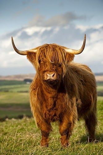 Highland Cattle, Scotland