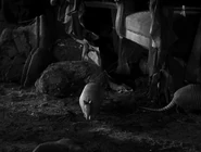 Dracula (1931)