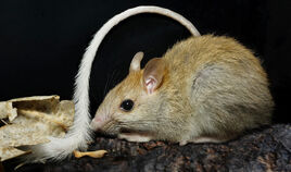 Golden-backed-Tree-Rat-AWC