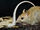 Golden-backed Tree Rat