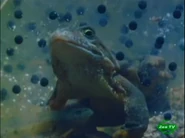 Highlands of Scotland (1996)