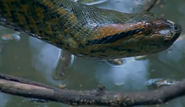 Journey Into Amazonia (1999)