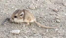 Kangaroo Mouse, Pale