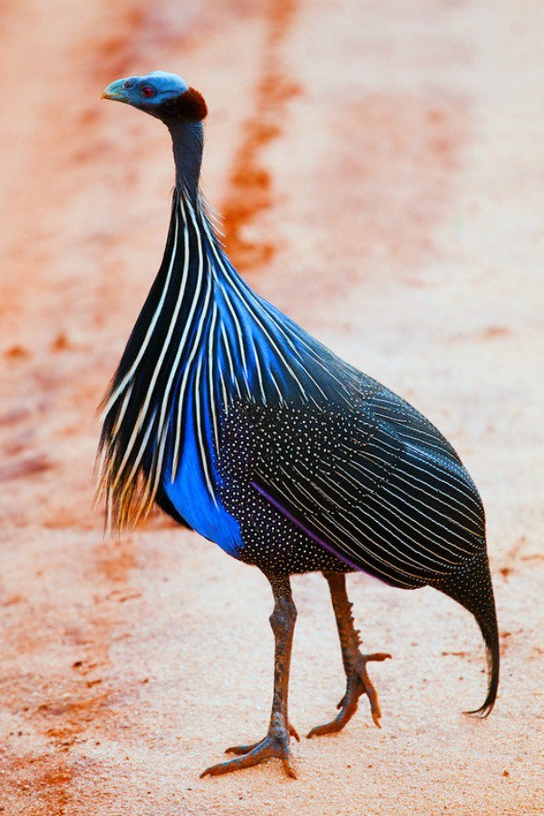 Vulturine Guineafowl | NatureRules1 Wiki | Fandom