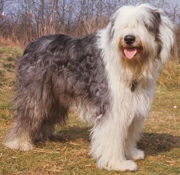 what kind of dog is a sheepdog