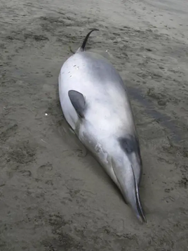 Spade-toothed Whale
