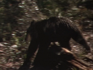 The Yearling (1946)