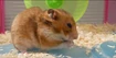 Golden Hamster