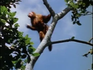 Wild America (1982-1994)