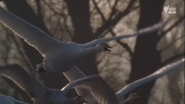 Wild Germany (2012)