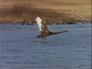 Wildest Australia (2005)