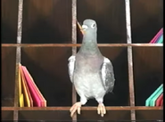 Amazing Animals (1996-1999)