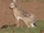 Broom Hare