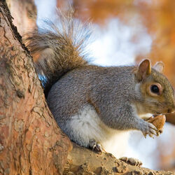 Category:Tree Squirrels | NatureRules1 Wiki | Fandom