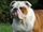 English Bulldog