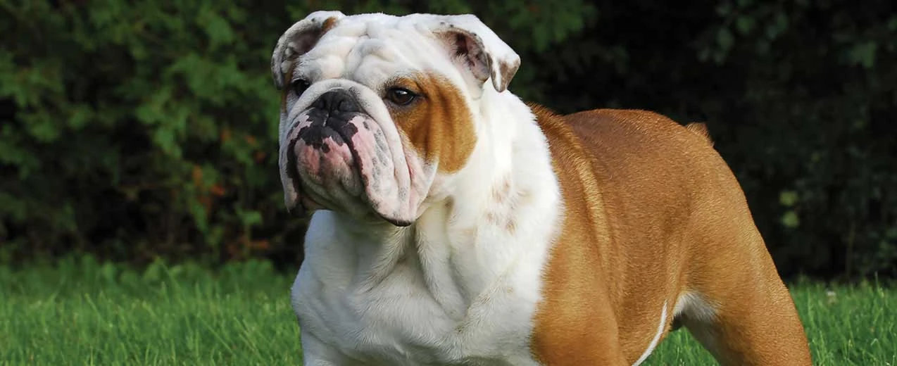 English Bulldog NatureRules1 Wiki Fandom