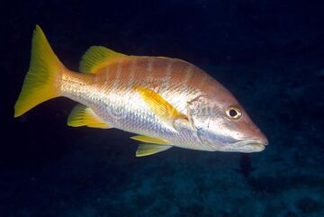 Yellowtail snapper - Wikipedia