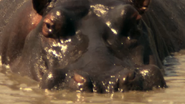 Human Prey (2009)