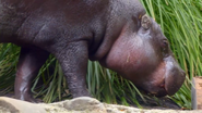 Mega Zoo (2020)