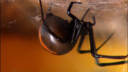 Nature's Deadliest (2009)