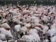 One Man's Kenya (1990)