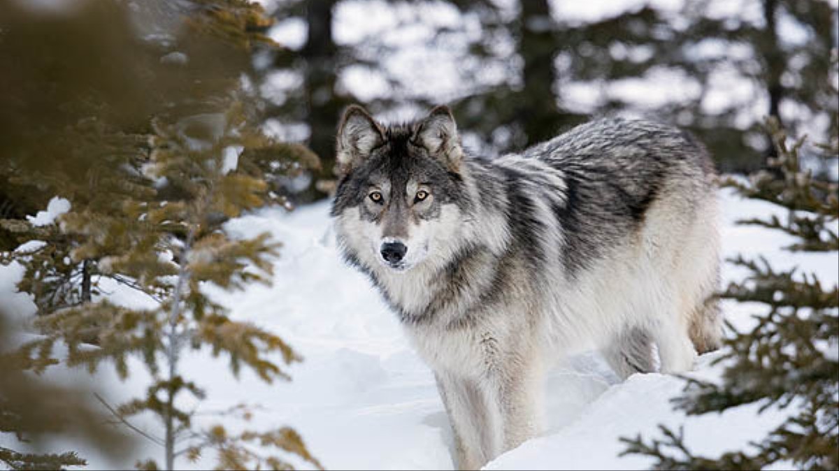 northwestern wolf