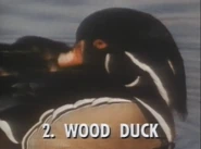 Wild Guess (1988)