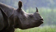 Wildest India (2012)