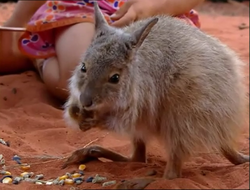 Black-flanked Rock Wallaby, NatureRules1 Wiki