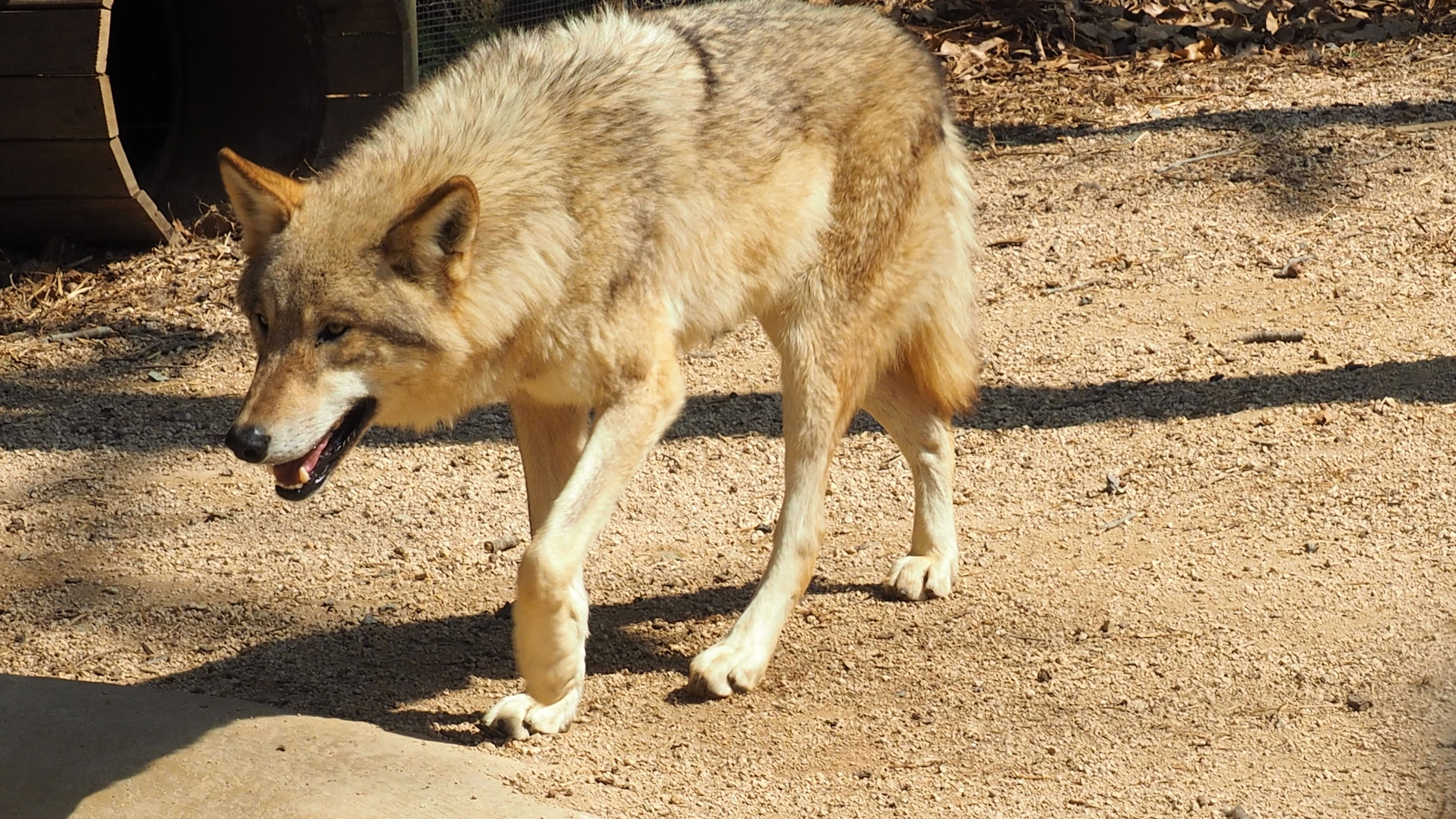 iberian wolf