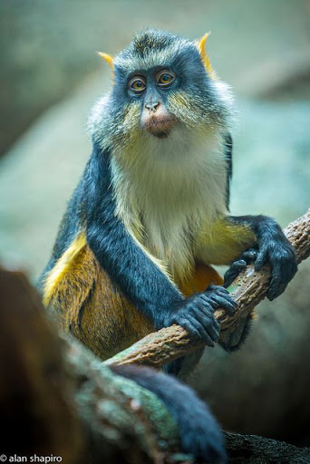 Mona monkey - Wikipedia