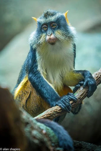 Wolf's Mona Monkey | NatureRules1 Wiki | Fandom