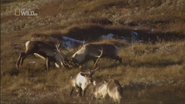 Viking Wilderness (2011)
