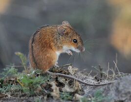 Striped Field Mouse