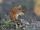 Striped Field Mouse