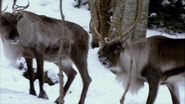 Wild Connection (2011)