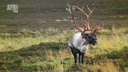Wildest Arctic (2012)